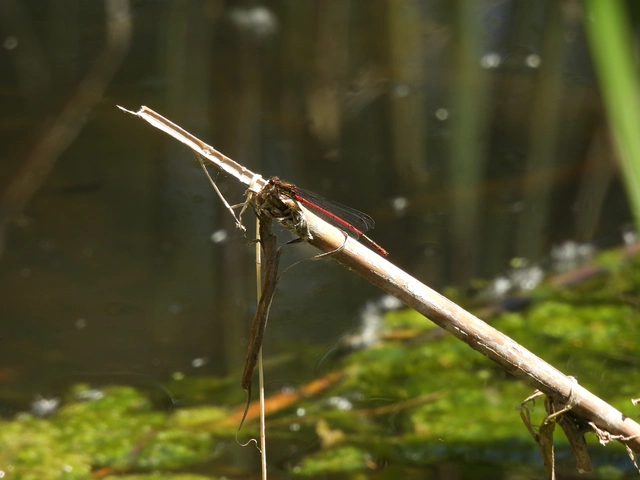 Pyrrhosoma nymphula interposita - vörös légivadász