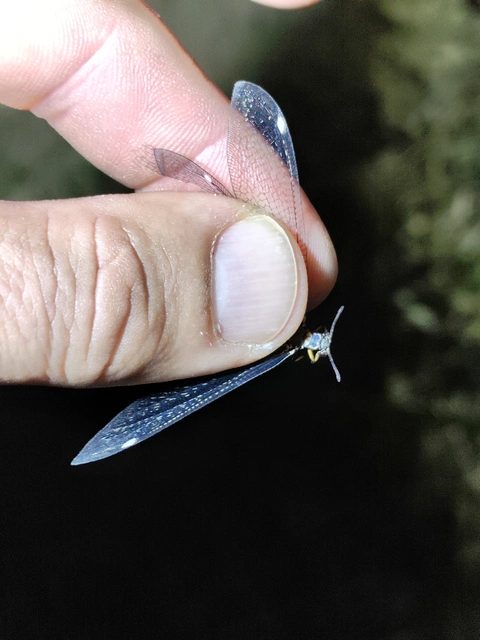 Myrmeleon