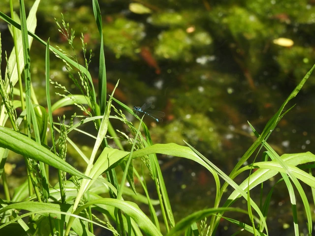 Coenagrion pulchellum - karcsú légivadász