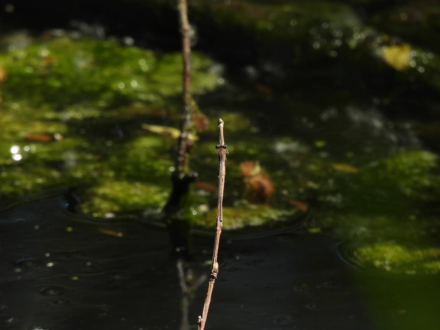 Sympecma fusca - téli rablószitakötő