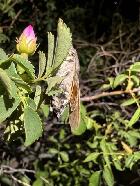 kacsafarkú szender - Macroglossum stellatarum