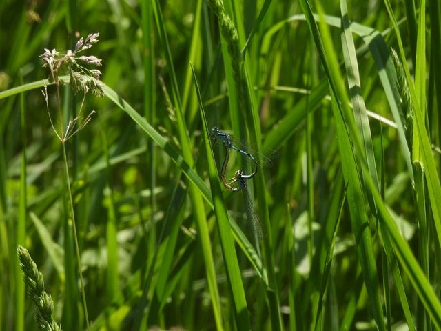 Coenagrion ornatum - díszes légivadász