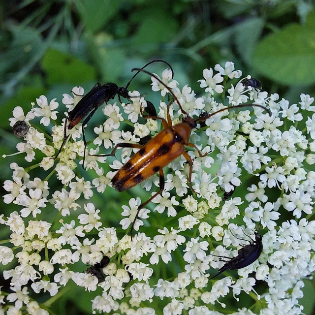 Stenurella septempunctata - hétpettyes karcsúcincér