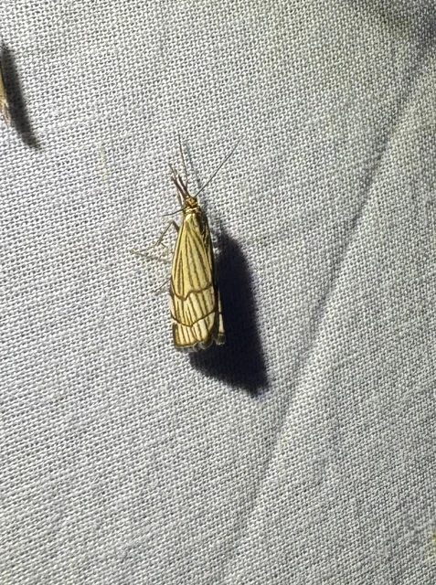 Chrysocramboides craterella - rácsos fűgyökérmoly