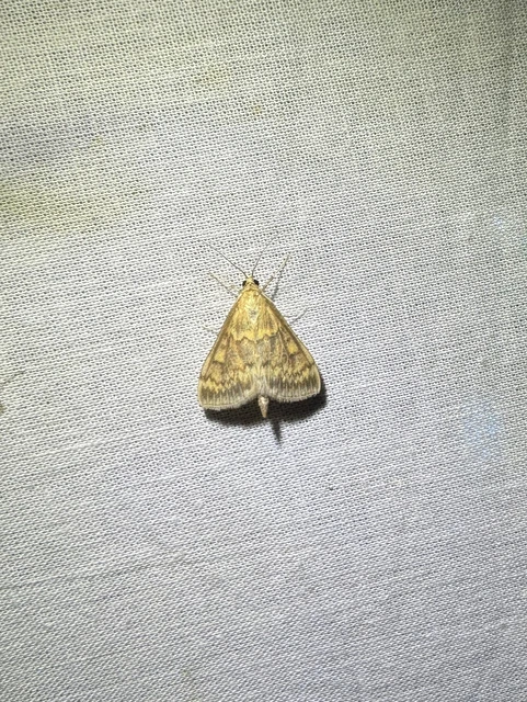 Ostrinia nubilalis - kukoricamoly