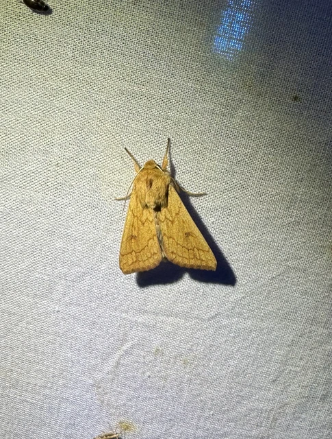 sárga rétibagoly - Mythimna vitellina