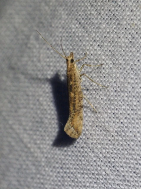 Plutella xylostella - káposztamoly
