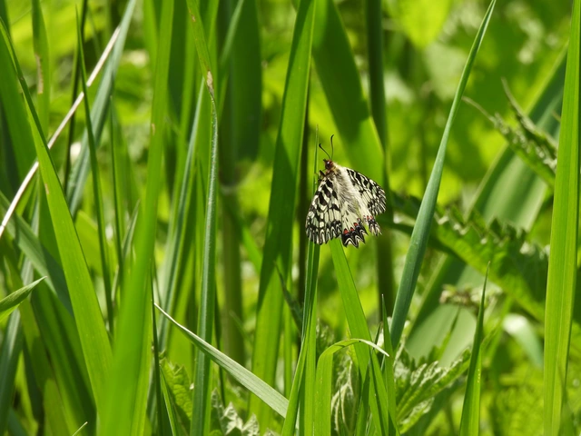Zerynthia polyxena - farkasalmalepke