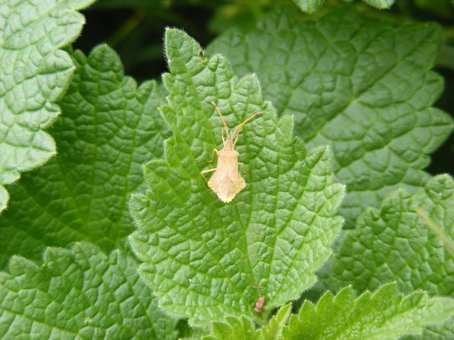 Syromastus rhombeus - vitorlás karimáspoloska