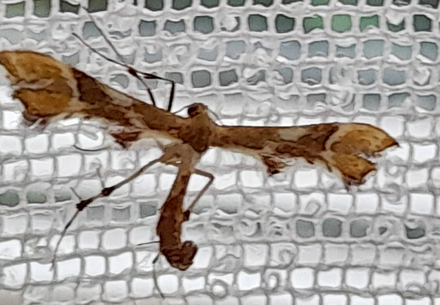 Cnaemidophorus rhododactyla - rózsabogyó-tollasmoly