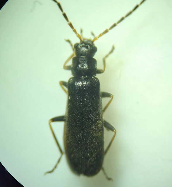 Rhagonycha
