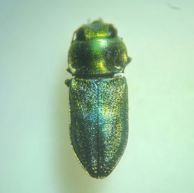 Anthaxia podolica - podóliai virágdíszbogár