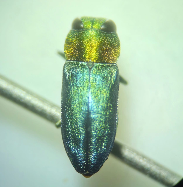 Anthaxia nitidula - ragyogó virágdíszbogár