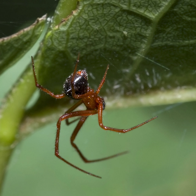 Parasteatoda lunata - holdas törpepók