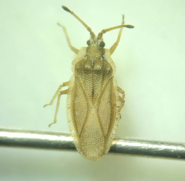 Tingis auriculata - nyakas csipkéspoloska Tingis auriculata - nyakas csipkéspoloska