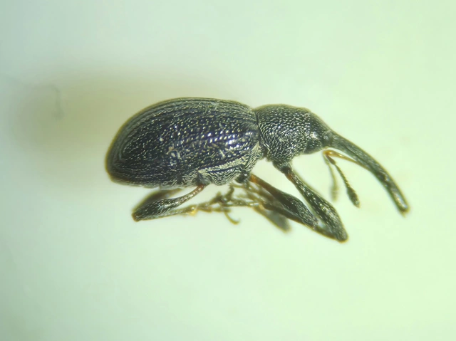 Anthonomus rubi - szamóca-bimbólikasztó Anthonomus rubi - szamóca-bimbólikasztó