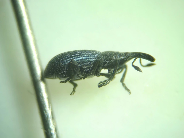 Perapion violaceum - sóska-cickányormányos Perapion violaceum - sóska-cickányormányos