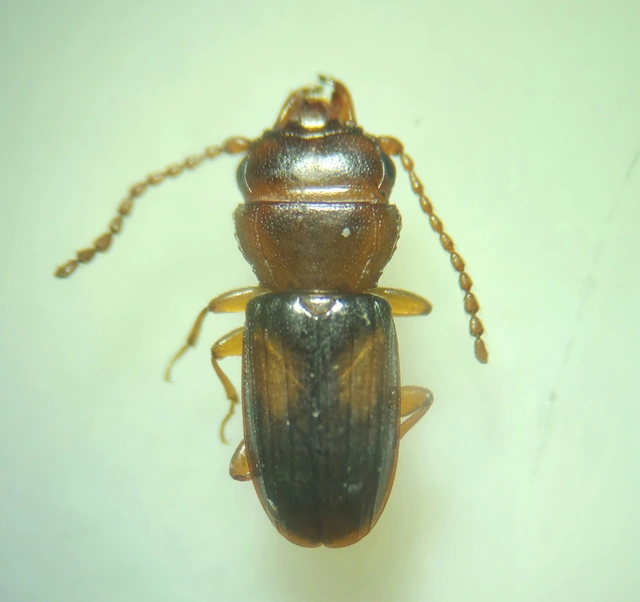 Laemophloeus monilis - nagyfoltú szegélyeslapbogár