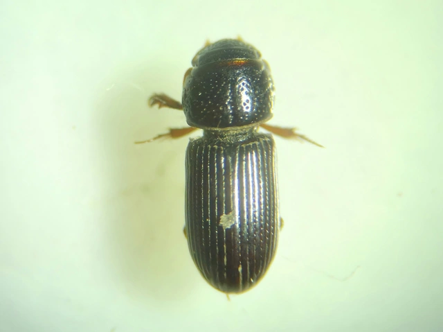Pleurophorus caesus - hengeres trágyabogár