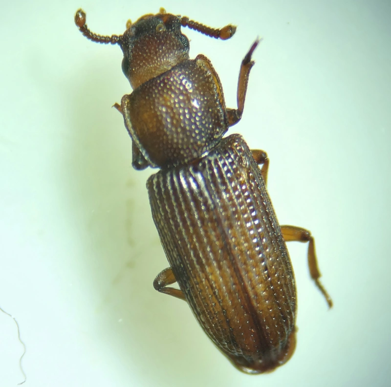 Pycnomerus terebrans - bordás héjbogár
