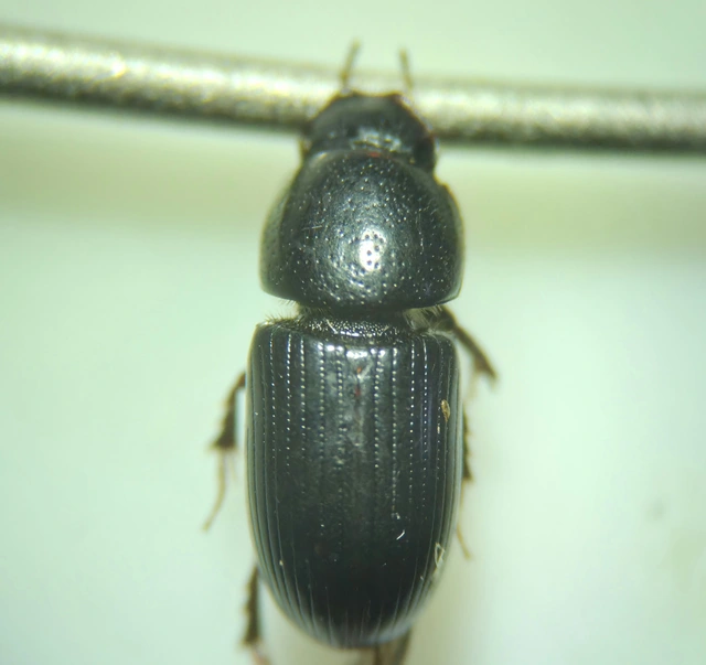 Aphodius varians - változékony trágyabogár