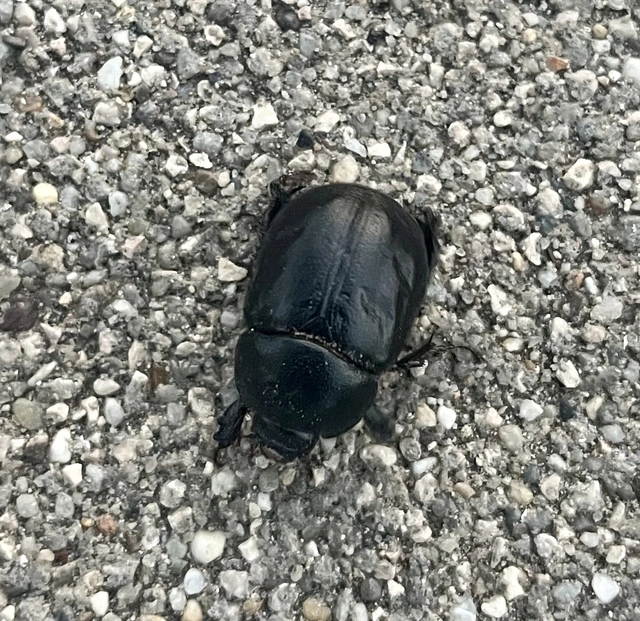 Pentodon idiota - butabogár