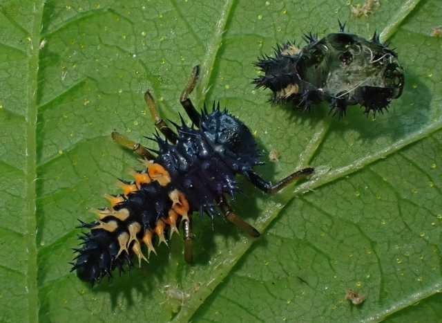 Harmonia axyridis - harlekinkatica