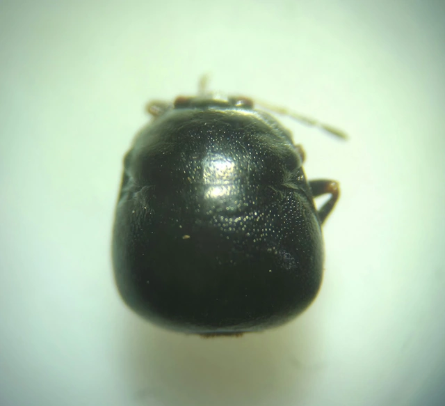 Coptosoma Coptosoma
