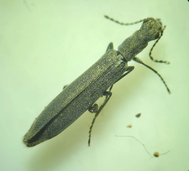 Dolichosoma lineare - ösztövér karimásbogár