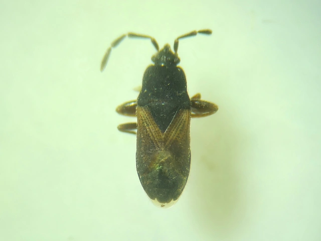Tropistethus holosericus - törpebodobács
