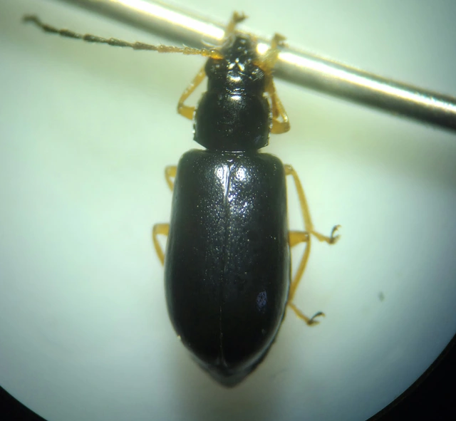 Luperus xanthopoda - sárgalábú szillevelész