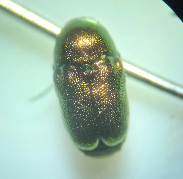 Cryptocephalus transiens - déli fészkesbogár
