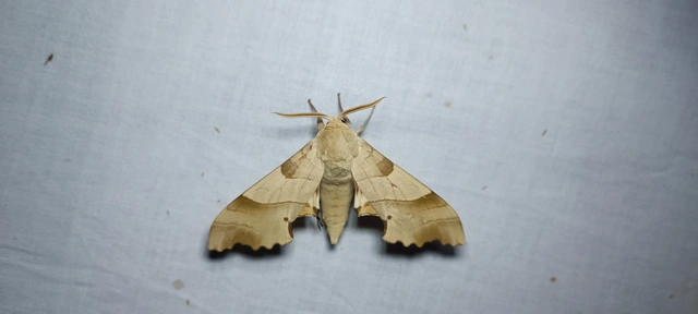 Marumba quercus - tölgyfaszender
