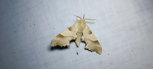 Marumba quercus - tölgyfaszender