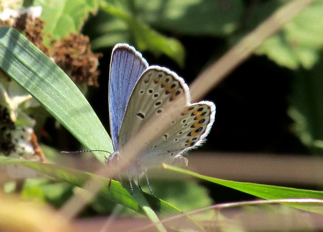 Plebejus argyrognomon - tintakék boglárka
