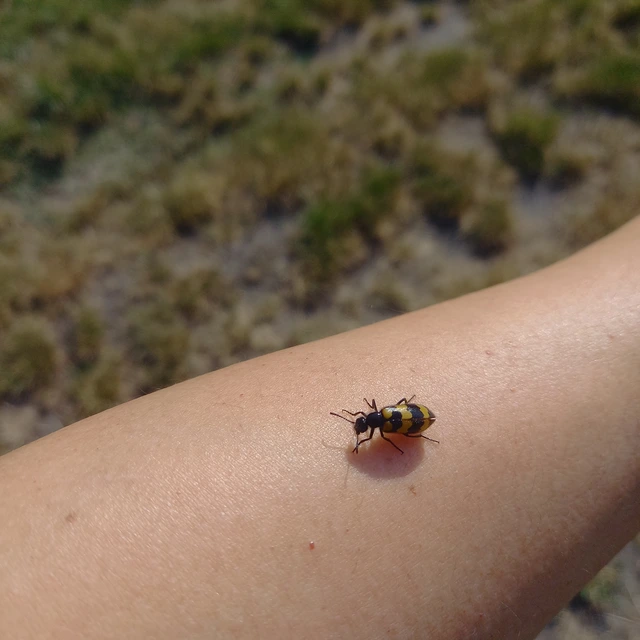 Mylabris variabilis - szalagos hólyaghúzó Mylabris variabilis - szalagos hólyaghúzó