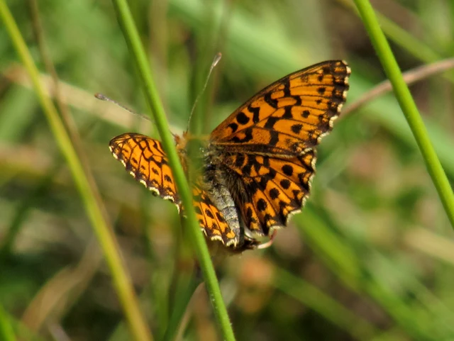 Boloria dia - kis gyöngyházlepke