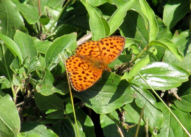 Brenthis daphne - málna-gyöngyházlepke
