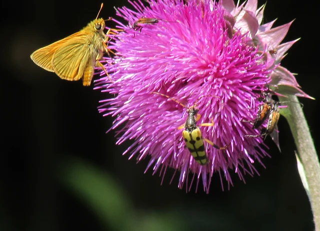 Ochlodes sylvanus - erdei busalepke
