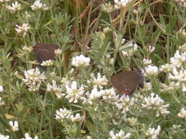 Satyrium ilicis - tölgyfa-csücsköslepke