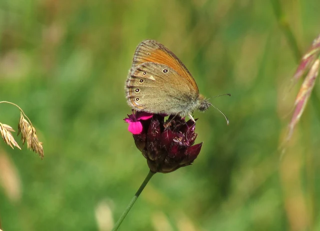 Coenonympha glycerion - közönséges szénalepke