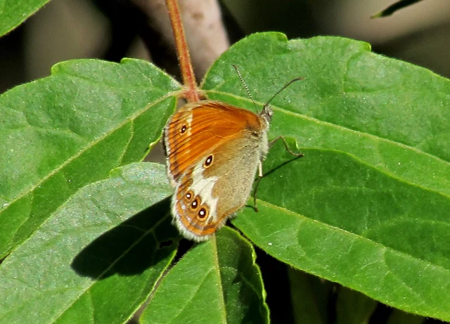 Coenonympha arcania - fehéröves szénalepke