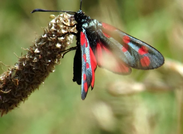Zygaena filipendulae - acélszínű csüngőlepke