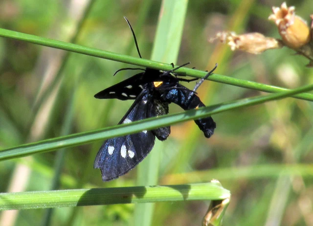 Amata phegea - fehérpettyes álcsüngőlepke