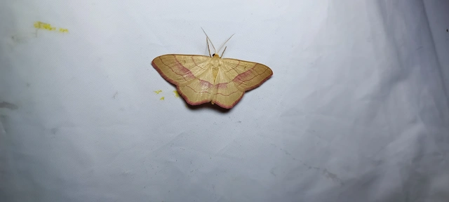 Rhodostrophia vibicaria - pirosszélű araszoló