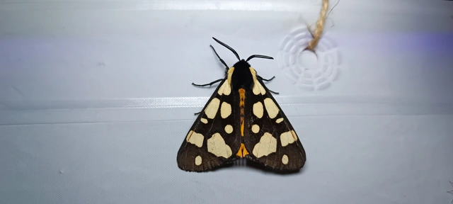 Arctia villica - fekete medvelepke