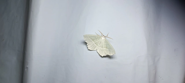 Campaea margaritaria - gyöngyházfényű zöldaraszoló Campaea margaritaria - gyöngyházfényű zöldaraszoló
