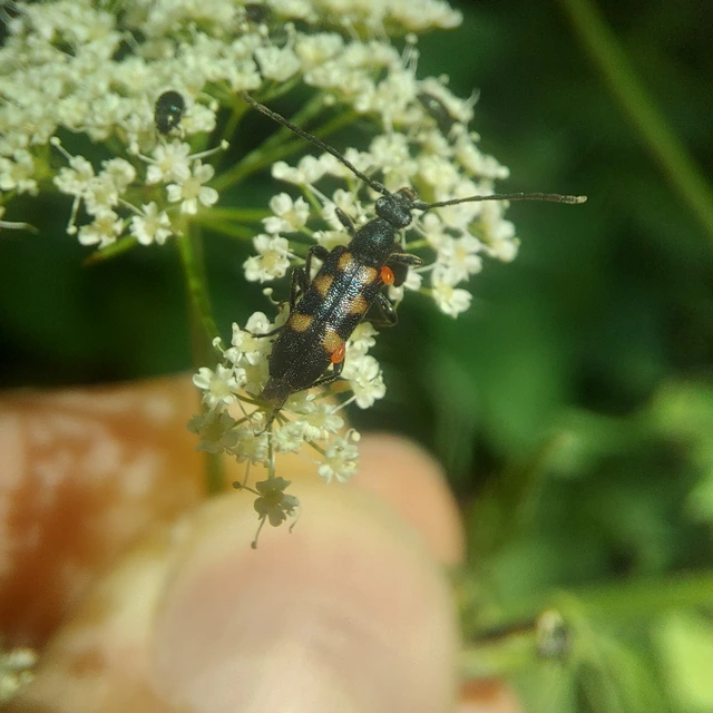 Anoplodera sexguttata - foltos virágcincér