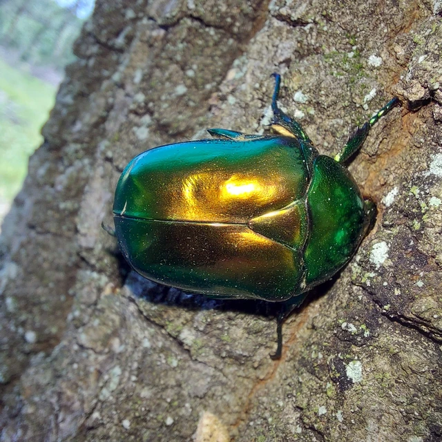 Protaetia speciosissima - pompás virágbogár