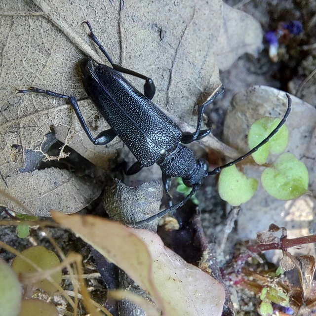 Stictoleptura scutellata - hegyi virágcincér